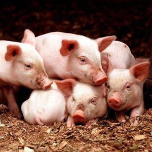 胶南生猪价格爆涨为什么养殖户压力反而增大